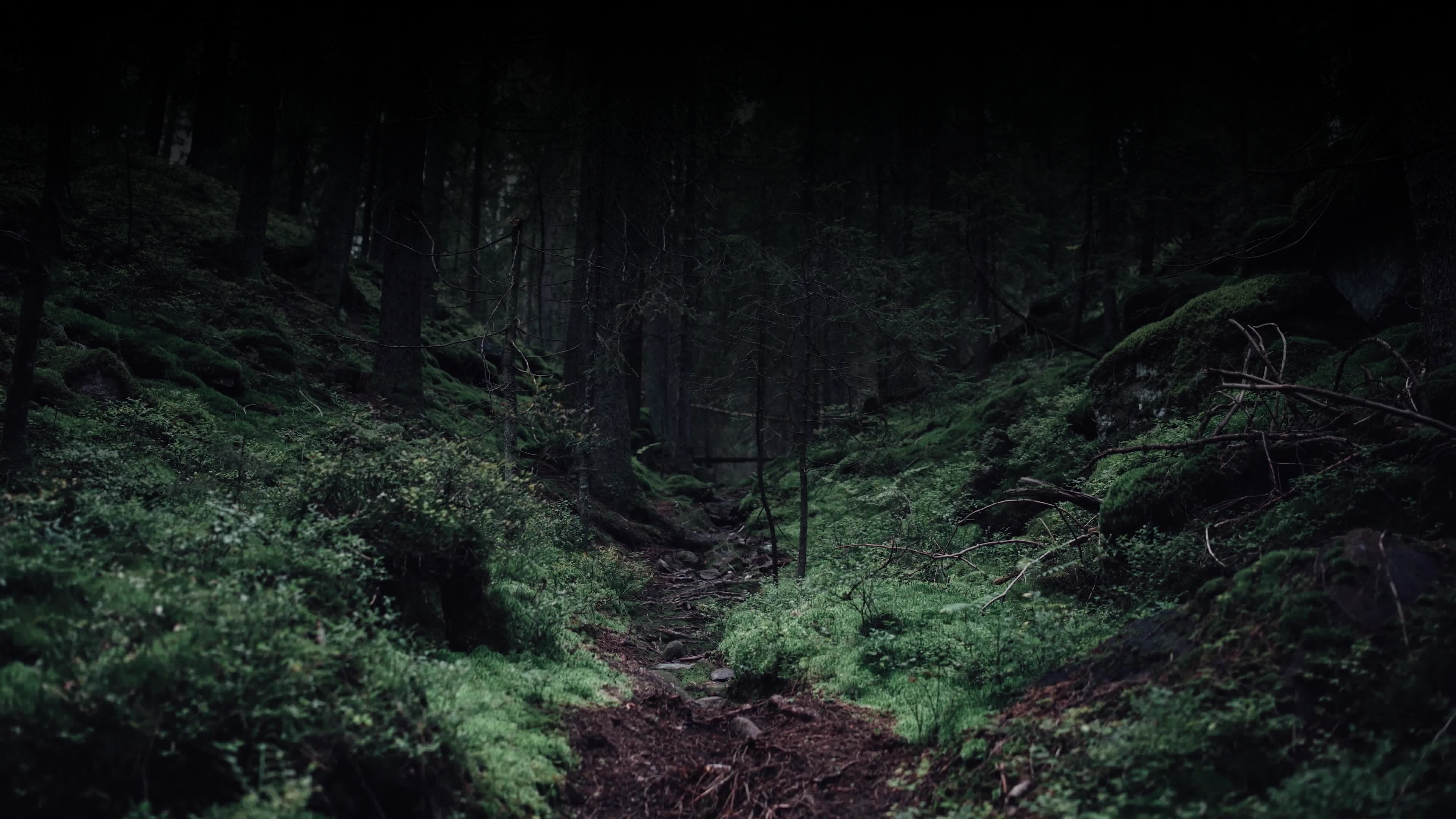 Bilde av en mørkere skog med en sti. 