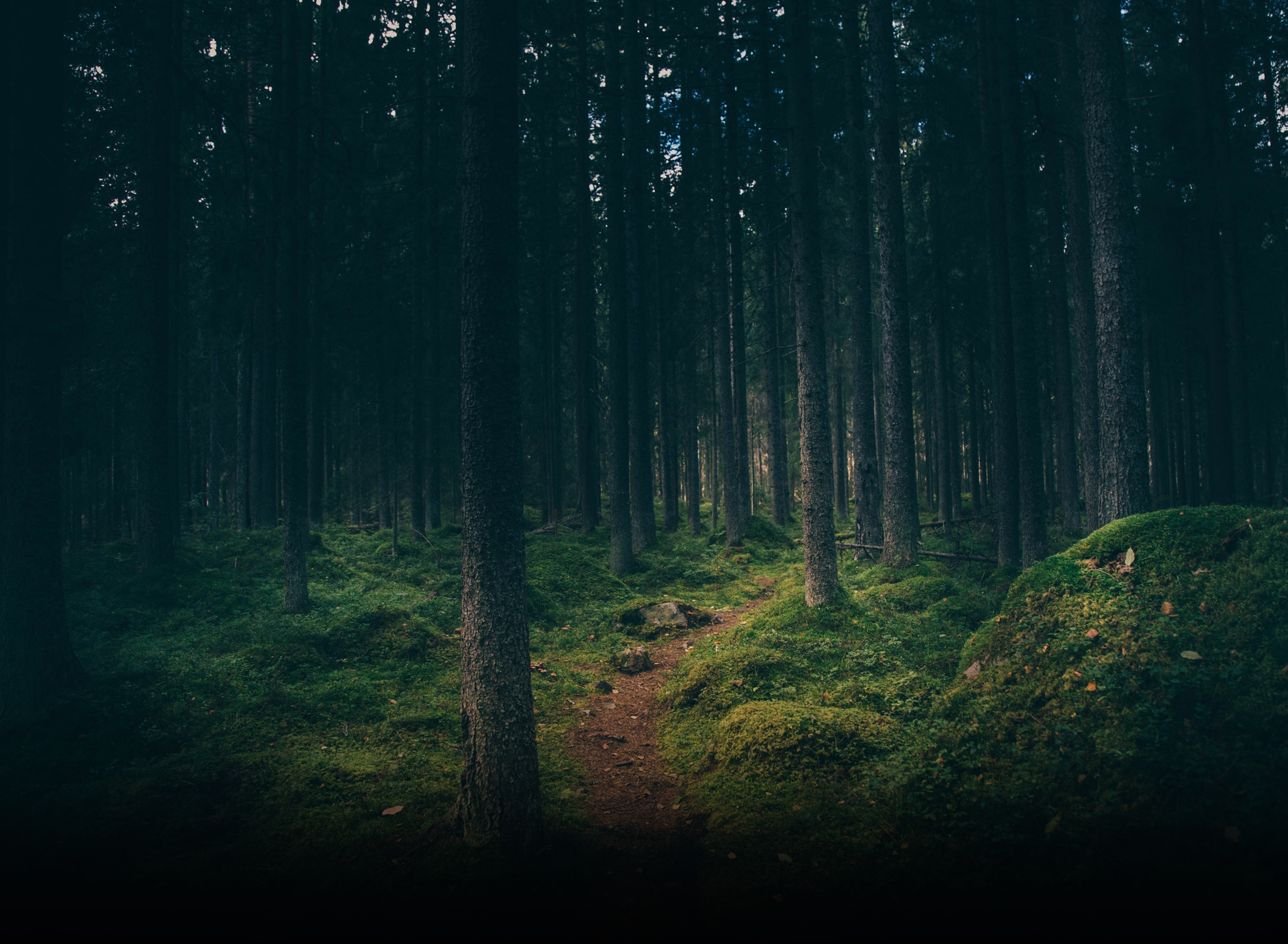 skogsbilde med en tursti