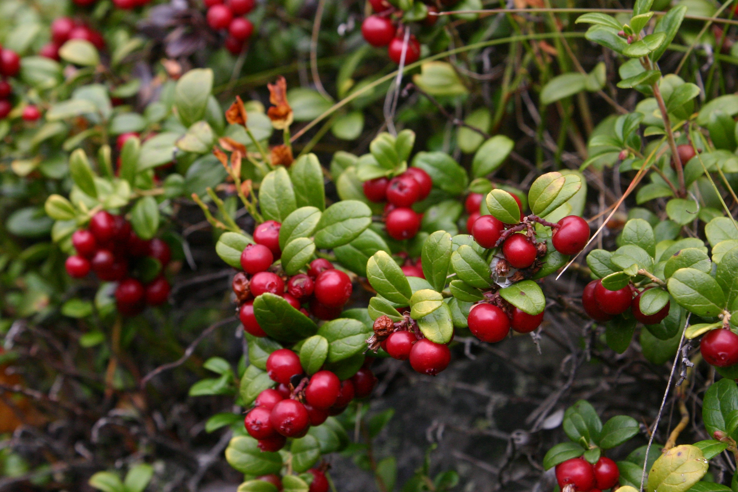 kurv med tyttebær som er satt på bakken i skogen