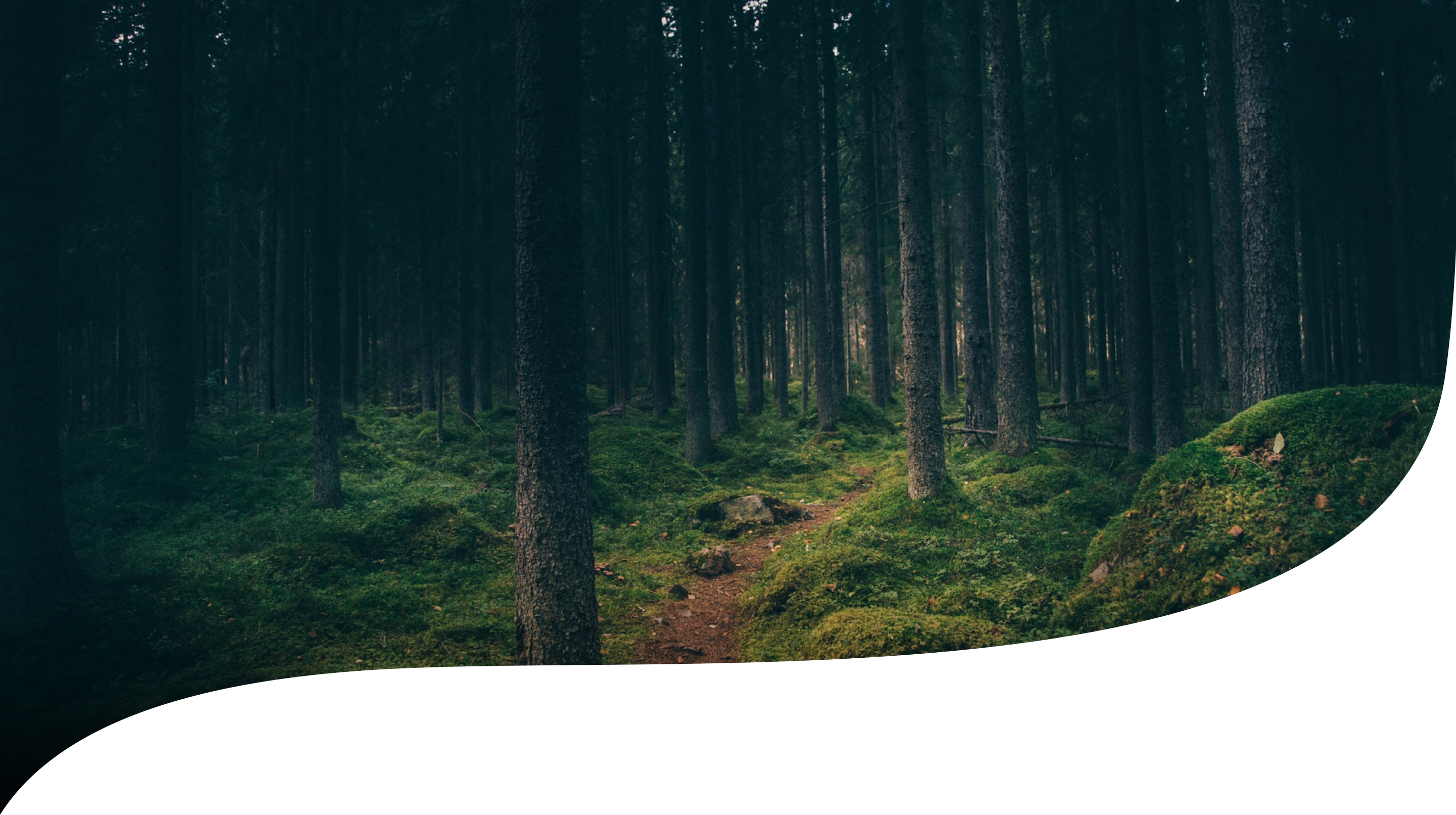 framvisning av bergans bilde